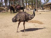 Emu Picture